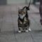 A collection of cat harnesses and leads designed for outdoor adventures, showcasing comfort and safety for cats.